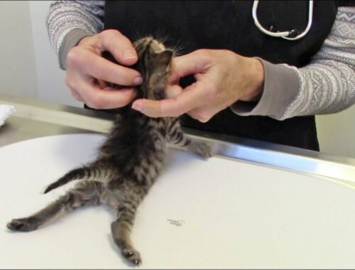 Kittens with Swimmers Syndrome Rescued by Furkids