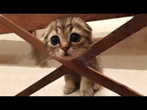 Schattige katten en kittens die grappige dingen doen (2020) schattige dieren