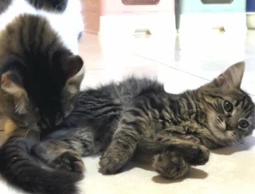 Abandoned kittens grow up with the love of their predecessors.