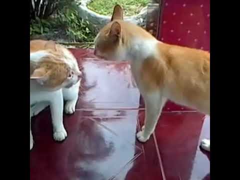 Funny cat| |cute animal|cat video|cute kittens#shorts|kucing lucu