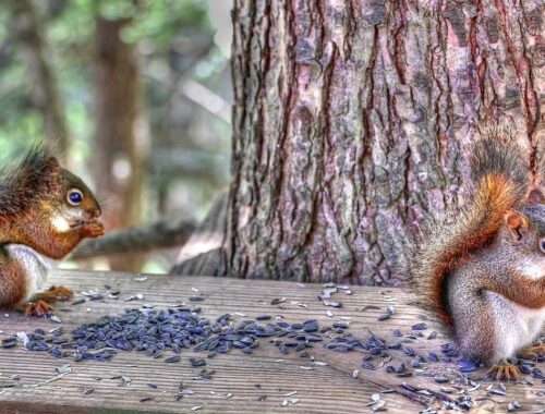 Red Squirrel Kittens Out of the Nest with Bird Songs Bonus