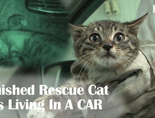 Kitten Lives In Car Secretely Unknown To Car Owner l Kritter Klub
