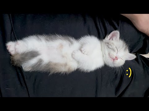 Baby Kitten Is Sleeping With a Smile lol