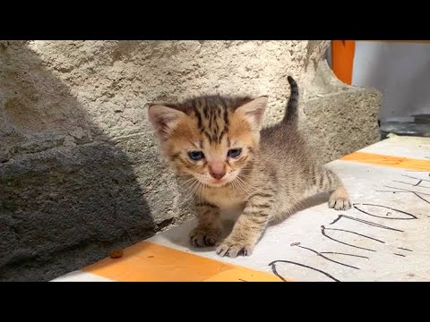 Baby kittens meow loudly for mother cat