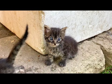 Longhaired kittens living on the street are starting to come out of their nests, very cute