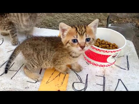Homeless baby kittens talking with mother cat