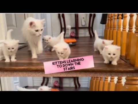 Kittens learning to go down the stairs