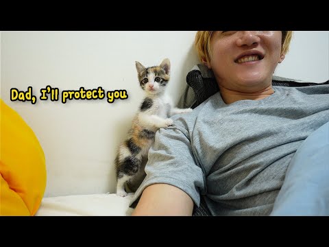 12 Cute Signs That Kitten Loves Humans Too Much