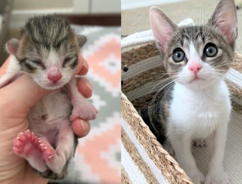 Precious Tiny Kitten With Big Feet Will Melt Your Heart