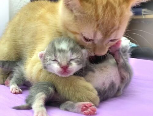 Ginger kitten in shock of newborn kittens