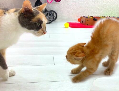 Ginger foster kitten meets pregnant calico cat