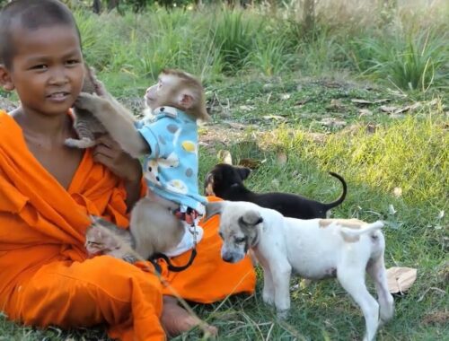 Monkey Achu enjoy with a monk, puppy and kittens at the beautiful green field