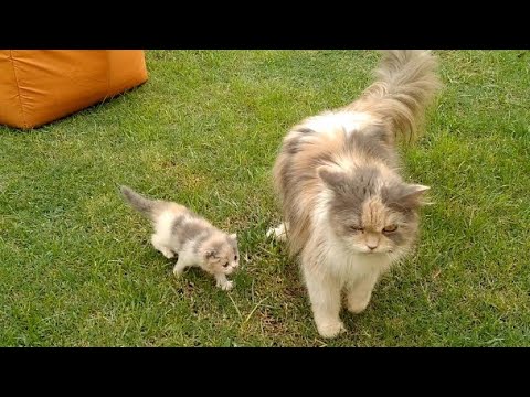 Tiny Kitten Walking With Mother Cat With Her Adorable Tiny Steps