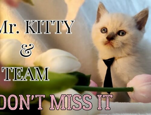 The cutest kittens ever!!! Don't miss it /four weeks old kittens/ Brilly cats