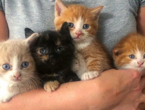 Four little kittens found help before it was too late