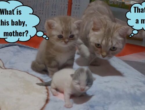 Reaction of 1-month-old kittens when meeting 3-day-old kittens.