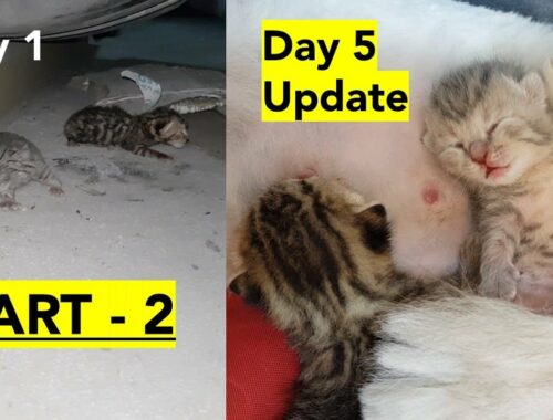 Part 2 (Day 5) Rescuing 1 day old newborn abandoned kittens | Adopted and nursed by Foster Mama Coco