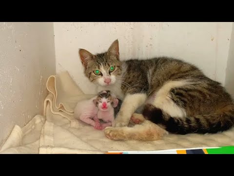Mother cat hugging her newborn kittens will warm your heart