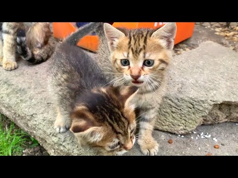 Little kittens are playing so cute then they get hungry