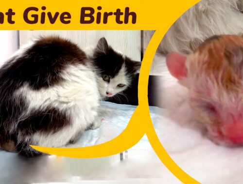The cat gave birth to 2 kittens of completely different colors. kitten sounds