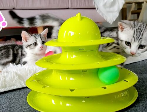 Kittens surprise with circular turntable cat toy