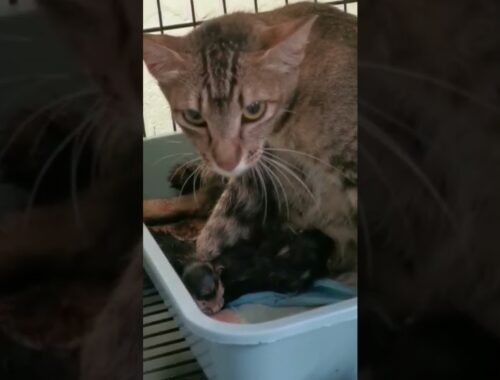misay mama gave birth 4 cute kittens #short