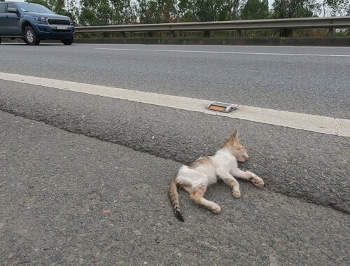Rescue the kitten that was in an accident on the highway. God's miracle saved the kitten