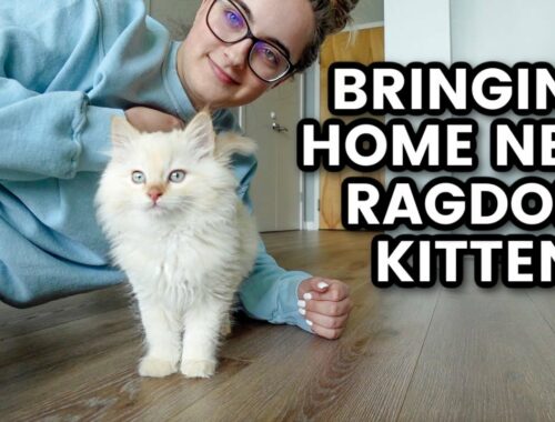 Bringing Home Our Ragdoll Kitten | new kittens first few days at home