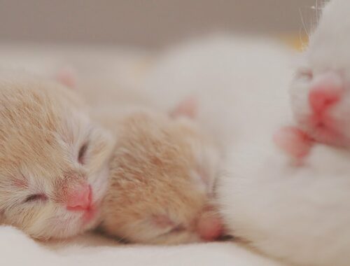 Most Adorable Newborn Kittens Sleeping Together | Golden Kittens