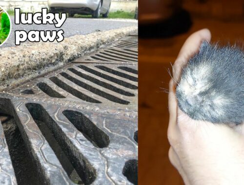 While the Mom Cat Was Carrying The Kittens, The Kitten FELL Into the SEWER GRATE - Kitten Save