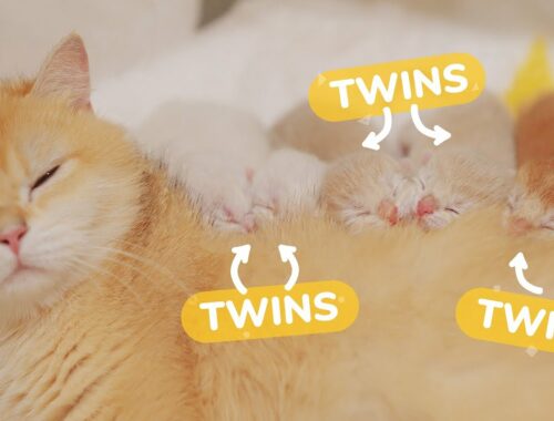 Cat Give Birth to 3 Sets of Twins Kittens, 6 Newborn Kittens