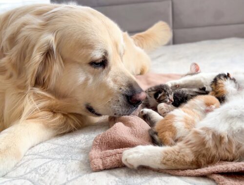 Golden Retriever Reacts to Mother Cat Feeding Baby Kittens