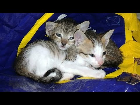 Three little kittens thrown like garbage (part 2)