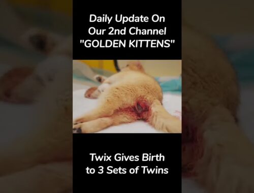 Cat Give Birth to 6 Cutest Kittens