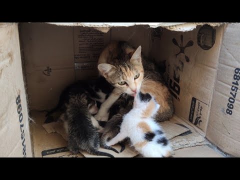 The Mother Cat Nurses Her Kittens After Cleaning Their Eyes And Getting Food.