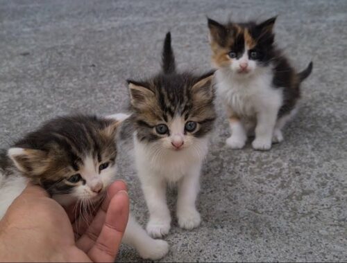 Homeless Sweet Little Kittens waiting for Mother to bring food.