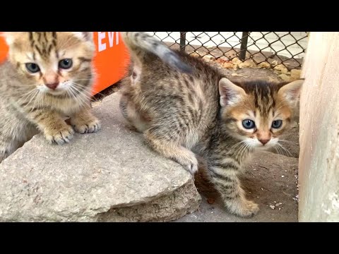 Little tabby kittens are playing very cute