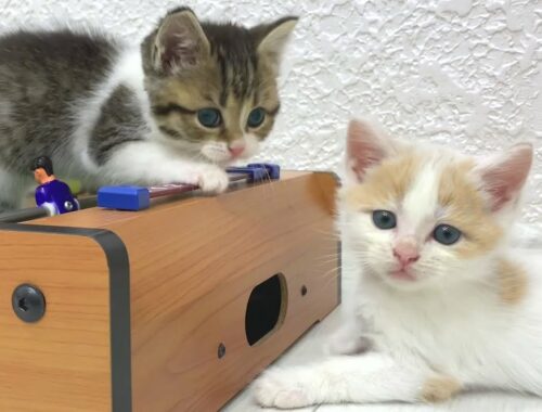 Two funny and cute adopted kittens playing with balls and looking for adventures