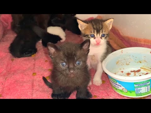 My little friends kittens want milk from mother cat, very cute