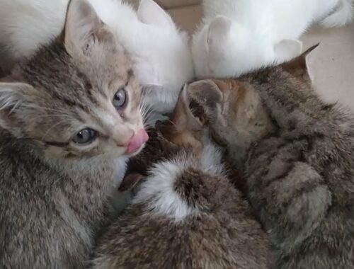 Mother Cat Has Weaned Her Adorable Kittens But They All Are Living Together