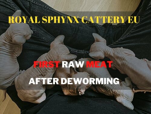Canadian Sphynx Kittens eating raw meat for the first time