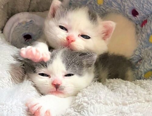 Two tiny kittens are just absolute sweethearts who LOVE to talk