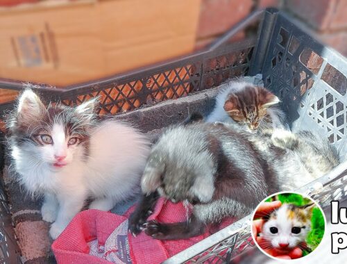 Mom Cat Takes Care Of A Box of Kittens But The Angry Kitten Won't Go To The Box  - Kitten Care