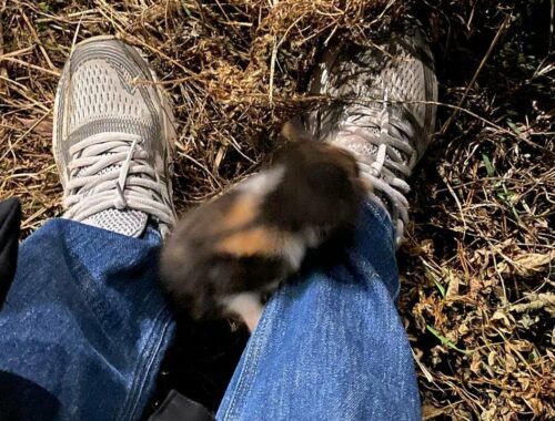 Two kittens came out of the bushes and climbed the legs of a rescuer, meowing for help
