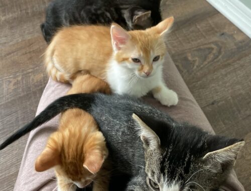 Four Sleepy Purring Kittens On My Lap