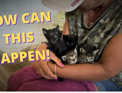 Kittens found abandoned