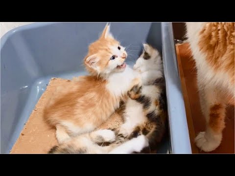 Kittens fighting and mom Cat kisses them to continue fighting