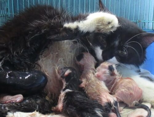 Mother cat gave birth to 6 baby kittens