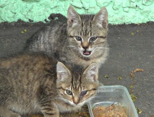 Wild kittens still don't understand who feeds them