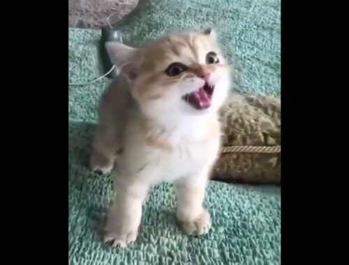 Funny cat  Cute animals Cat videos Cute kittens #Shorts #kitchen#cats#shorts#funny#animals#13